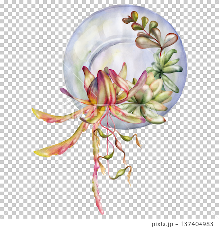 Glass orb florarium of succulent rosettes and flowing vines foliage. Protea leaves, disocactus sprouts. Isolated illustration hand drawn in watercolor. Wall art, nursery decor, plant shop signage. 137404983