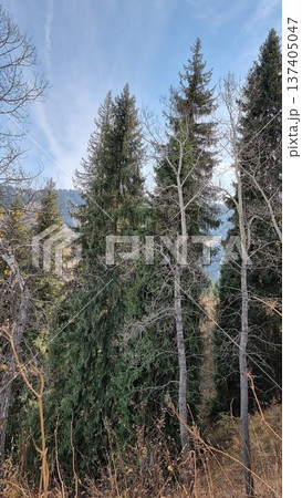 Beautiful Landscape With Trees In The Forest Beautiful Landscape With Trees In The Forest 137405047