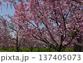 青空の下に広がる満開の桜並木と春の公園の風景 137405073