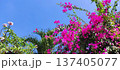 青空に映えるブーゲンビリアの花 137405077