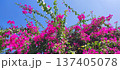 青空に映えるブーゲンビリアの花 137405078