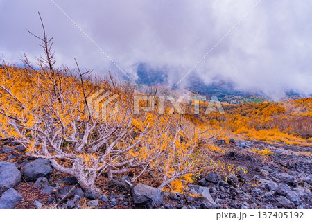 （静岡県）富士山・宝永遊歩道　紅葉と雲海 137405192