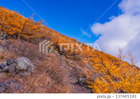 （静岡県）富士山・宝永遊歩道　紅葉と雲海 137405193