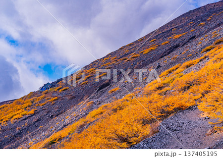 (静岡県)富士山・宝永遊歩道 紅葉と雲海 (静岡県)富士山・宝永遊歩道 紅葉と雲海 137405195