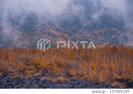 （静岡県）富士山・宝永遊歩道　紅葉と雲海 137405197
