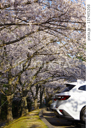 兵庫県南あわじ市　桜の咲く諭鶴羽ダムの駐車場の風景 137405208