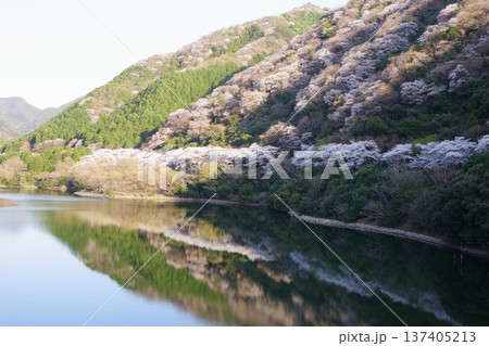 兵庫県南あわじ市　桜の咲く諭鶴羽ダムの風景 137405213