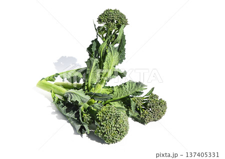 菜の花（アレッタ） 137405331