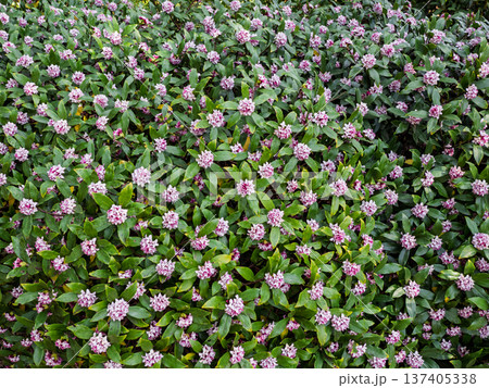 沈丁花の花が密集する植え込み　春の花パターン 137405338