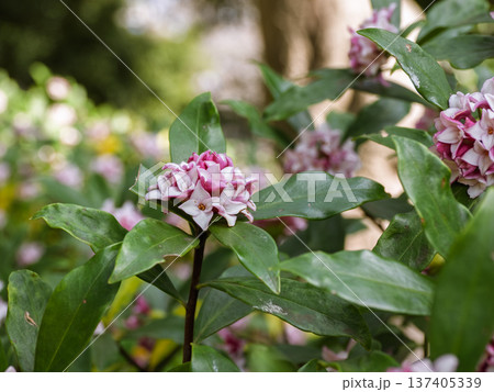 沈丁花の花のクローズアップ 137405339