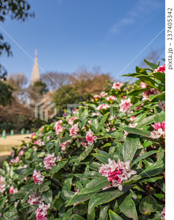 高層ビルを背景に咲く沈丁花の花　都市の春 137405342