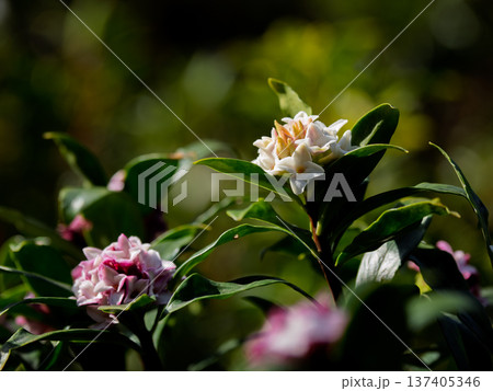 沈丁花の花のクローズアップ 137405346