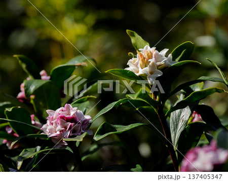 沈丁花の花のクローズアップ 137405347