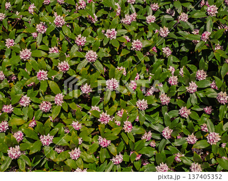 沈丁花の花が密集する植え込み　春の花パターン 137405352