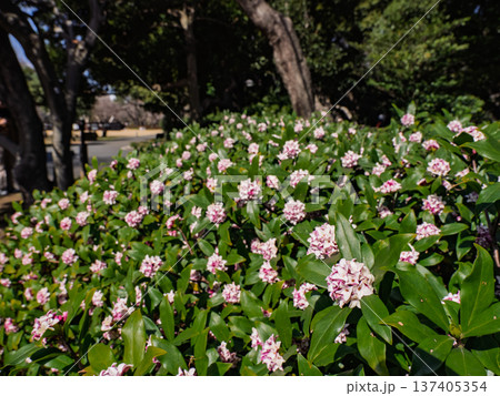 早春に咲く沈丁花の花 137405354