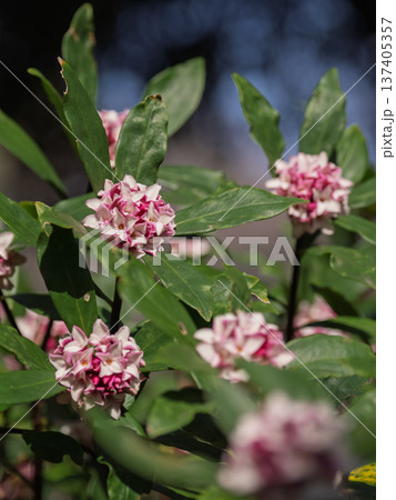 早春に咲く沈丁花の花 137405357