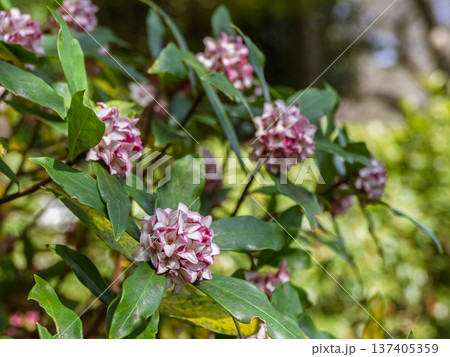 早春に咲く沈丁花の花 137405359