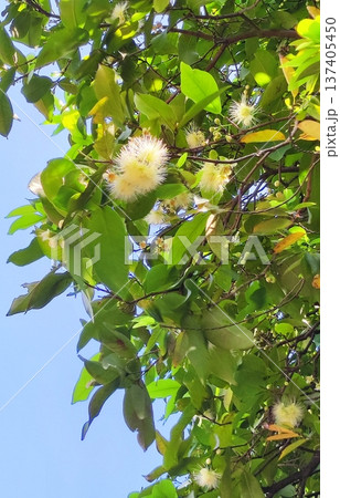 青空に映えるフトモモの花 137405450