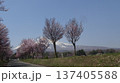 残雪の岩木山を背景に咲き誇る満開の桜並木と春のドライブコース 137405588
