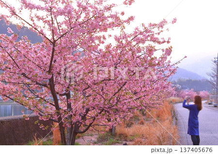 河津桜を撮影する女性 河津桜を撮影する女性 137405676