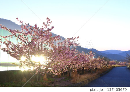 野呂川(呉市安浦町)沿いに咲く河津桜 野呂川(呉市安浦町)沿いに咲く河津桜 137405679