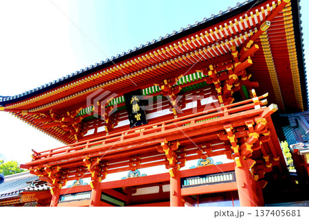 【神奈川】春の鎌倉　鶴岡八幡宮と青空 137405681