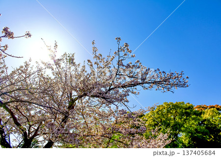 【神奈川】春の鎌倉鶴岡八幡宮　源氏池脇に咲く満開の桜 137405684