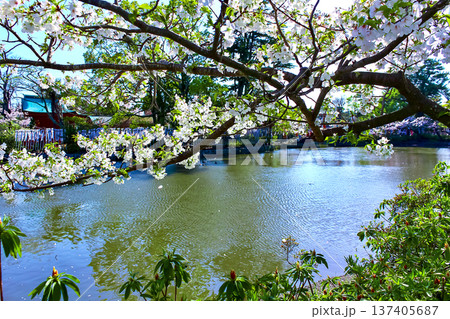 【神奈川】春の鎌倉鶴岡八幡宮　源氏池脇に咲く葉桜 137405687