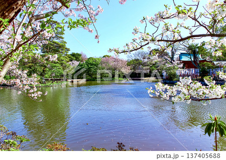 【神奈川】春の鎌倉鶴岡八幡宮　源氏池脇に咲く葉桜 137405688