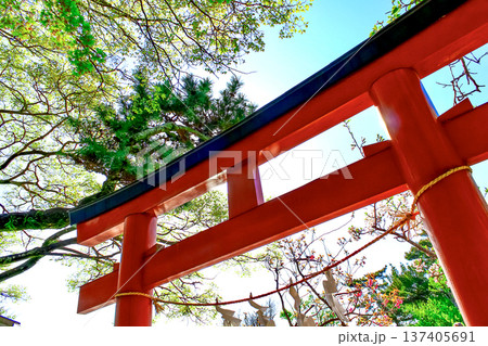 【神奈川】春の鎌倉鶴岡八幡宮　旗上弁財天社の鳥居と青空 137405691