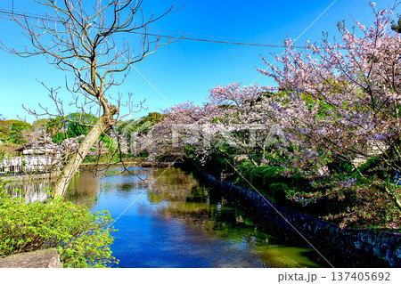 【神奈川】春の鎌倉鶴岡八幡宮　源氏池と葉桜 137405692
