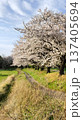春の陽光に包まれた桜並木とのどかな田園風景へ続く小道 137405694