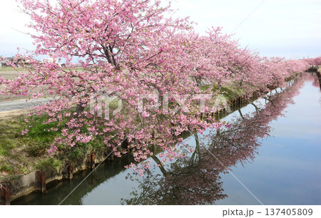 松阪市 見頃の河津桜ロード 松阪市 見頃の河津桜ロード 137405809