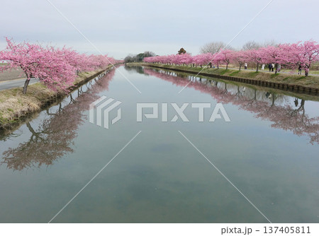 松阪市 見頃の河津桜ロード 松阪市 見頃の河津桜ロード 137405811