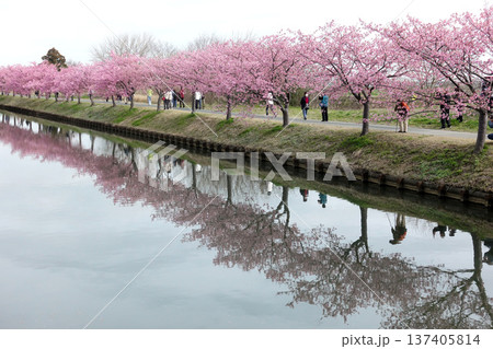 松阪市 見頃の河津桜ロード 松阪市 見頃の河津桜ロード 137405814