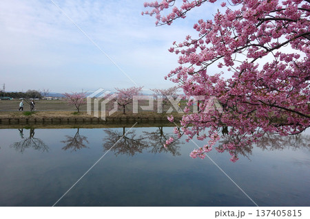 松阪市 見頃の河津桜ロード 松阪市 見頃の河津桜ロード 137405815