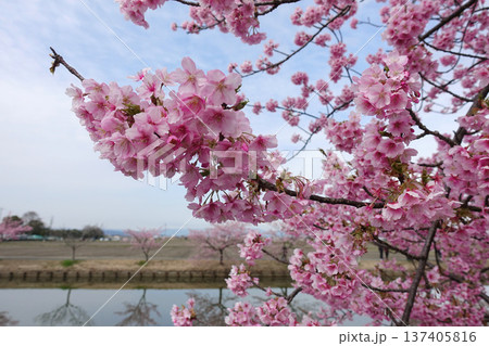 松阪市 見頃の河津桜ロード 松阪市 見頃の河津桜ロード 137405816