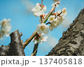 咲き始めた梅の花 137405818