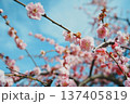 青空に映える梅の花 137405819
