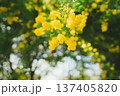 青空の下の黄色のミモザ 137405820