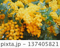 綺麗に咲いている黄色のミモザ 137405821