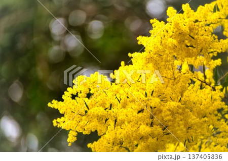 黄色が際立つミモザの花 黄色が際立つミモザの花 137405836