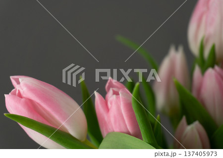 Pink tulips in a simple arrangement on a grey background showcasing spring colors and natural beauty in a modern setting Pink tulips in a simple arrangement on a grey background showcasing spring colors and natural beauty in a modern setting 137405973