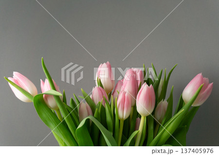 Bouquet of pink tulips arranged against a gray background in a simple display for decoration Bouquet of pink tulips arranged against a gray background in a simple display for decoration 137405976