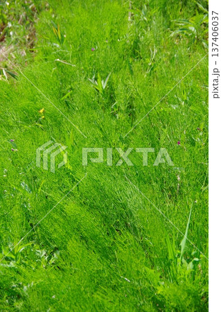 スギナ　杉菜　 137406037