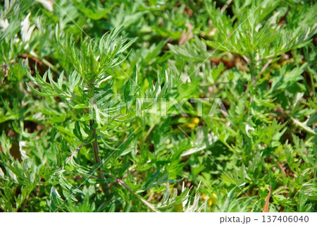 ヨモギ　よもぎ 137406040