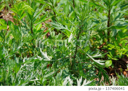 ヨモギ　よもぎ 137406041