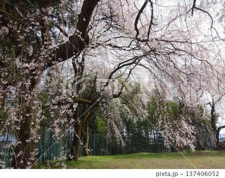 飯田市　滝の沢公園の桜 137406052