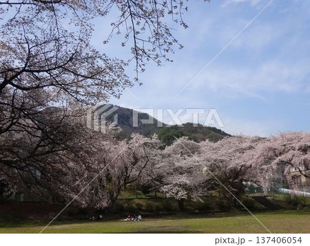 飯田市 滝の沢公園の桜 飯田市 滝の沢公園の桜 137406054