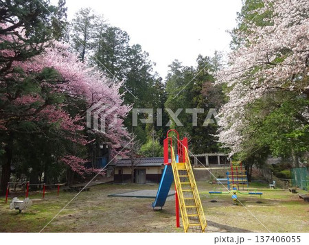 飯田市　滝の沢公園の桜 137406055